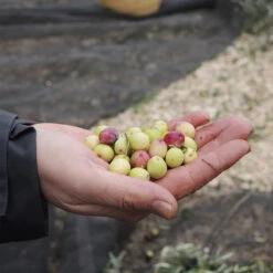 Lass Uns Zusammen Wachsen - Premium Olivenöl | Mitarbeitergeschenke -Snack Verkäufe 2024 hinterland olivenoel Olivenhand 93442